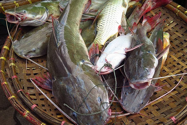 How Long Can Fish Farmers Sell Catfish