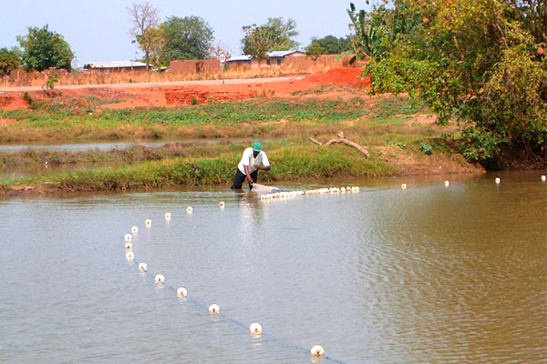 Challenges of Fish Farming in Ghana